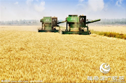 噸源種業彩色小麥喜獲豐收