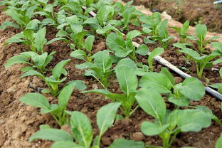 鑒賞新優(yōu)品種丨上千個(gè)優(yōu)良新品種匯聚種業(yè)小鎮(zhèn)會(huì)場(chǎng)