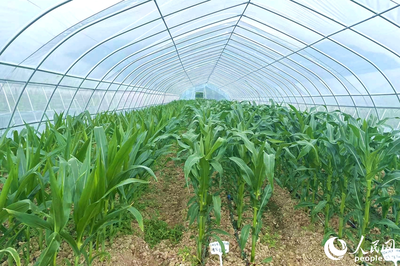 &ldquo;靠&rdquo;好山、&ldquo;吃&rdquo;好海 福建省政協農業農村委開展漁港、種業發展調研