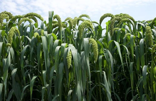 直擊青貯玉米種業展示會地展 69個品種同臺競技