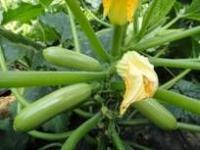 供應(yīng)最好西葫蘆種子-法國(guó)歐曼 最優(yōu)質(zhì)西葫蘆種子廠家 【凱特種業(yè)西_農(nóng)副產(chǎn)品_世界工廠網(wǎng)中國(guó)產(chǎn)品信息庫