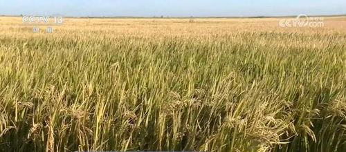 我國種業(yè)振興行動取得階段性成效，初步摸清資源家底