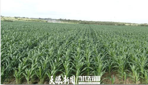 農(nóng)發(fā)行花溪支行發(fā)放600萬元貸款，助力種業(yè)小微企業(yè)實現(xiàn)育繁推一體化產(chǎn)業(yè)建設(shè)